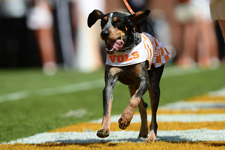 Smokey taking a run down the field during a Vols football game.