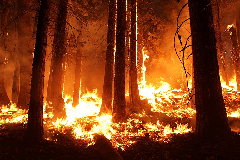 Several trees in a forest engulfed in flames.