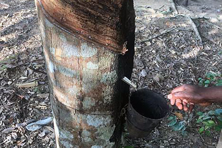 Bucket collects rubber seeping out of a tree.