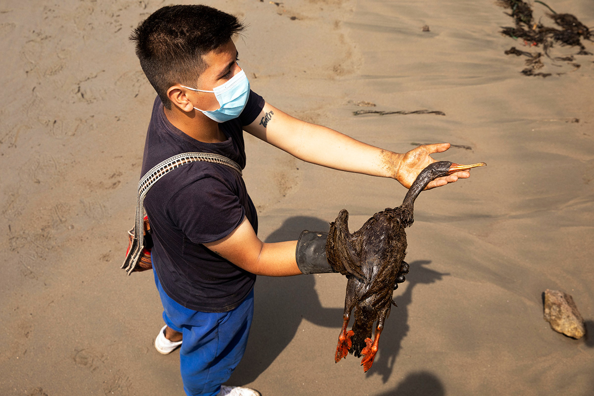 Man holds up an oil-soaked bird.