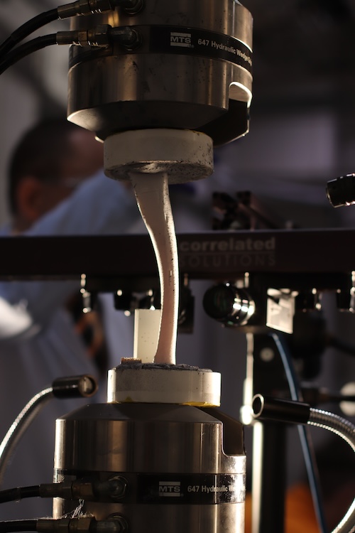 tool in a lab working on a goat bone