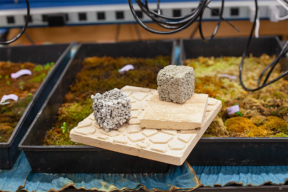phantom tiles and moss sitting in a lab